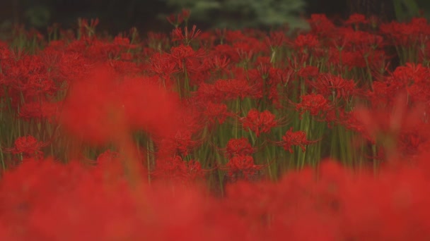 Kinchakuda Saitama Japan September 20E 2018 Zijn Een Cluster Amaryllis — Stockvideo