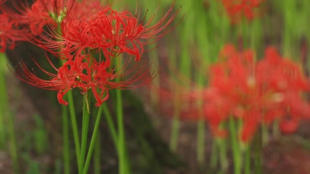 Kinchakuda Saitama Giappone Settembre 2018 Giglio Uragano Nella Foresta Saitama — Video Stock