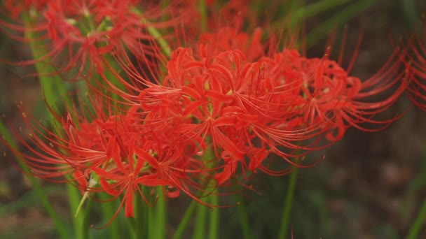 Kinchakuda Saitama Japão Setembro 2018 Lírio Furacão Floresta Saitama Japão — Vídeo de Stock