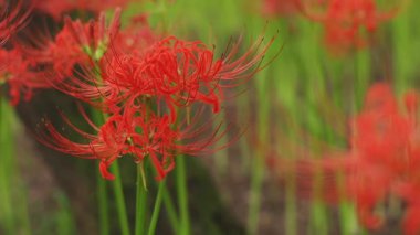Kinchakuda, Saitama/Japonya - 20th Eylül 2018: Onun orman Saitama Japonya'da bir kasırga lily. fotoğraf makinesi: Canon Eos 5d mark4