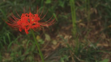 Kinchakuda, Saitama/Japonya - 20th Eylül 2018: Onun orman Saitama Japonya'da bir kasırga lily. fotoğraf makinesi: Canon Eos 5d mark4