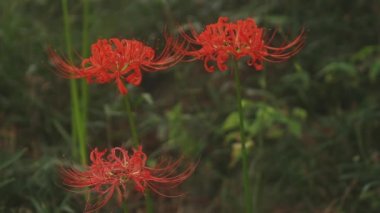 Kinchakuda, Saitama/Japonya - 20th Eylül 2018: Onun orman Saitama Japonya'da bir kasırga lily. fotoğraf makinesi: Canon Eos 5d mark4