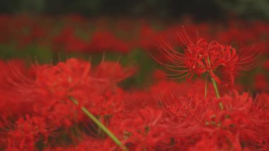 Kinchakuda, Saitama/Japonya - 20th Eylül 2018: Onun orman Saitama Japonya'da bir kasırga lily. fotoğraf makinesi: Canon Eos 5d mark4