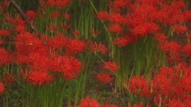 Kinchakuda, Saitama/Japonya - 20th Eylül 2018: Onun orman Saitama Japonya'da bir kasırga lily. fotoğraf makinesi: Canon Eos 5d mark4