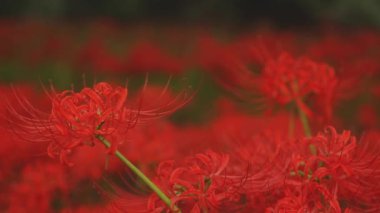 Kinchakuda, Saitama/Japonya - 20th Eylül 2018: Onun orman Saitama Japonya'da bir kasırga lily. fotoğraf makinesi: Canon Eos 5d mark4