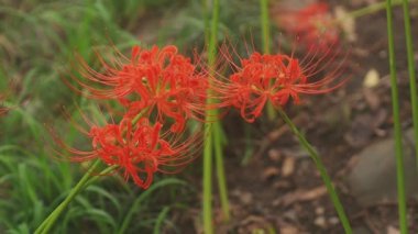 Kinchakuda, Saitama/Japonya - 20th Eylül 2018: Onun orman Saitama Japonya'da bir kasırga lily. fotoğraf makinesi: Canon Eos 5d mark4