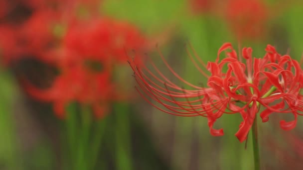 Kinchakuda Saitama Japón Septiembre 2018 Lirio Huracán Bosque Saitama Japón — Vídeos de Stock