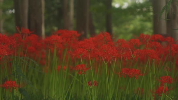 Kinchakuda Saitama Japão Setembro 2018 Lírio Furacão Floresta Saitama Japão — Vídeo de Stock