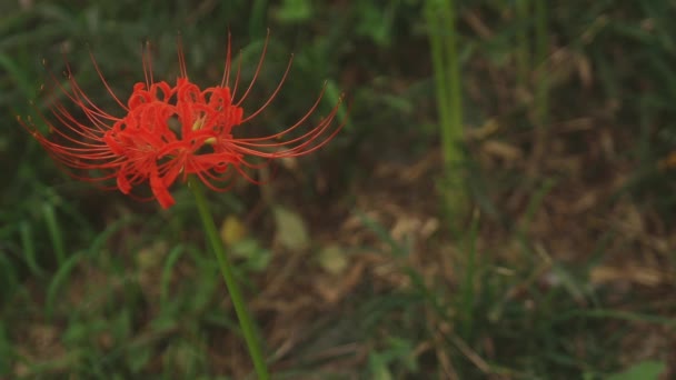 Kinchakuda Saitama Japon Septembre 2018 Est Lis Ouragan Dans Forêt — Video