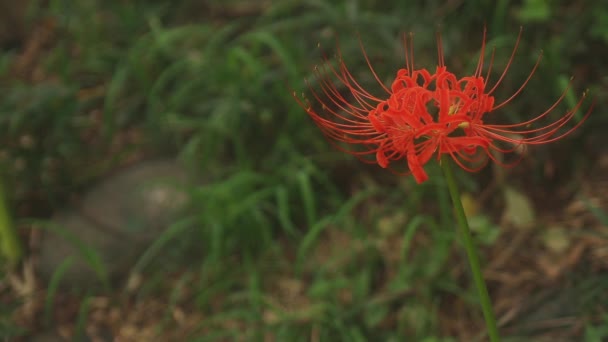 Kinchakuda Saitama Japon Septembre 2018 Est Lis Ouragan Dans Forêt — Video