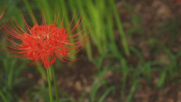 Kinchakuda Saitama Japon Septembre 2018 Est Lis Ouragan Dans Forêt — Video