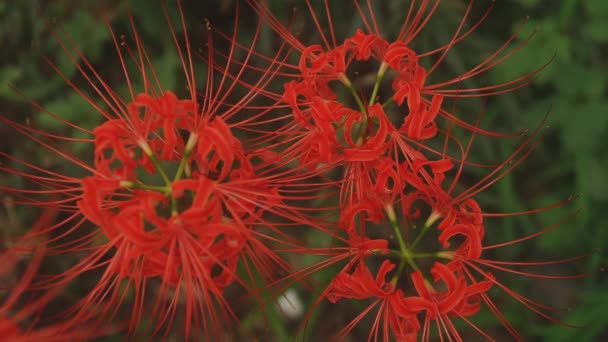 Kinchakuda Saitama Japon Septembre 2018 Est Lis Ouragan Dans Forêt — Video