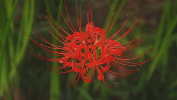 Kinchakuda Saitama Japon Septembre 2018 Est Lis Ouragan Dans Forêt — Video