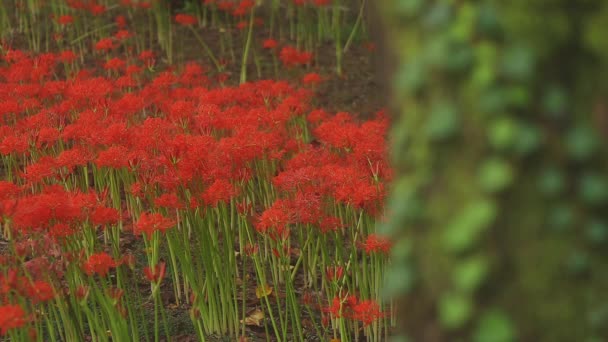 Kinchakuda Saitama Japón Septiembre 2018 Lirio Huracán Bosque Saitama Japón — Vídeo de stock