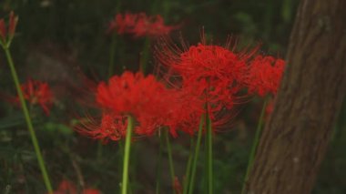 Kinchakuda, Saitama/Japonya - 20th Eylül 2018: Onun orman Saitama Japonya'da bir kasırga lily. fotoğraf makinesi: Canon Eos 5d mark4