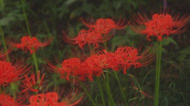 Kinchakuda, Saitama/Japonya - 20th Eylül 2018: Onun orman Saitama Japonya'da bir kasırga lily. fotoğraf makinesi: Canon Eos 5d mark4