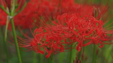 Kinchakuda, Saitama/Japonya - 20th Eylül 2018: Onun orman Saitama Japonya'da bir kasırga lily. fotoğraf makinesi: Canon Eos 5d mark4
