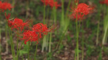 Kinchakuda, Saitama/Japonya - 20th Eylül 2018: Onun orman Saitama Japonya'da bir kasırga lily. fotoğraf makinesi: Canon Eos 5d mark4