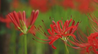 Kinchakuda, Saitama/Japonya - 20th Eylül 2018: Onun orman Saitama Japonya'da bir kasırga lily. fotoğraf makinesi: Canon Eos 5d mark4