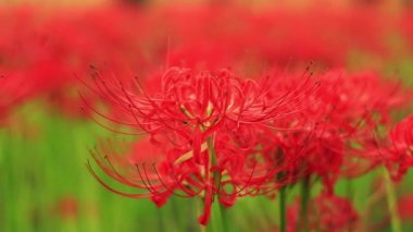 Kinchakuda, Saitama/Japonya - 20th Eylül 2018: Onun orman Saitama Japonya'da bir kasırga lily. fotoğraf makinesi: Canon Eos 5d mark4
