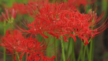 Kinchakuda, Saitama/Japonya - 20th Eylül 2018: Onun orman Saitama Japonya'da bir kasırga lily. fotoğraf makinesi: Canon Eos 5d mark4