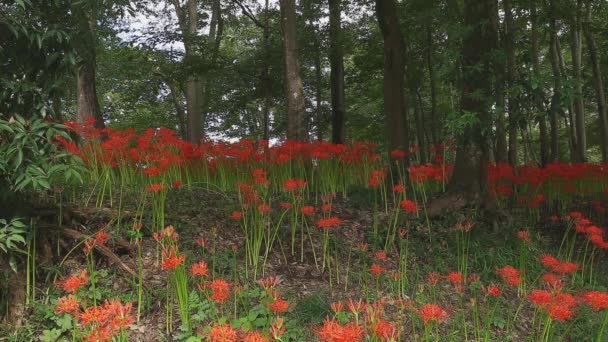 Kinchakuda Saitama Japan September 20Th 2018 Its Hurricane Lily Forest — Stock Video