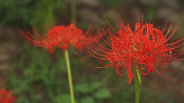 Kinchakuda Saitama Japan September 20Th 2018 Its Hurricane Lily Forest — Stock Video