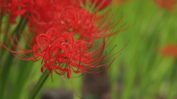 Kinchakuda Saitama Japan September 20Th 2018 Its Hurricane Lily Forest — Stock Video