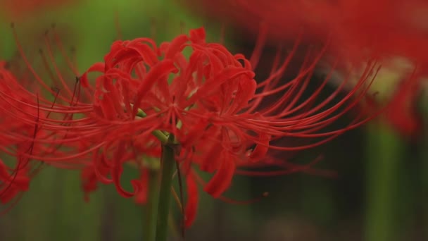 Kinchakuda Saitama Japan September 2018 Eine Hurrikan Lilie Wald Saitama — Stockvideo