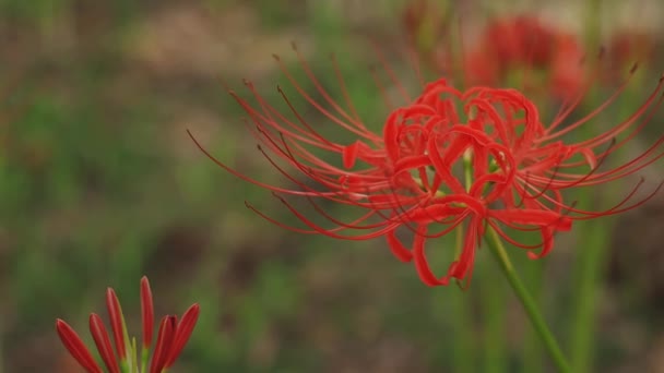 Kinchakuda Saitama Giappone Settembre 2018 Giglio Uragano Nella Foresta Saitama — Video Stock