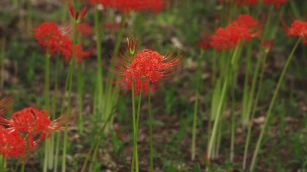 Kinchakuda Saitama Giappone Settembre 2018 Giglio Uragano Nella Foresta Saitama — Video Stock