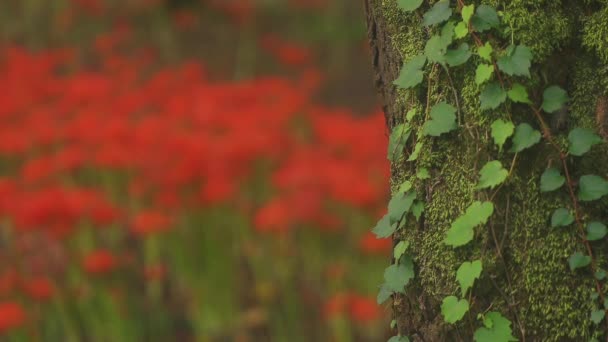 Kinchakuda Saitama Japón Septiembre 2018 Lirio Huracán Bosque Saitama Japón — Vídeos de Stock