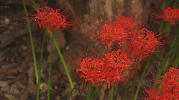 Kinchakuda Saitama Japon Septembre 2018 Est Lis Ouragan Dans Forêt — Video