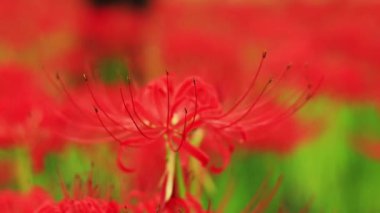 Kinchakuda, Saitama/Japonya - 20th Eylül 2018: Onun orman Saitama Japonya'da bir kasırga lily. fotoğraf makinesi: Canon Eos 5d mark4