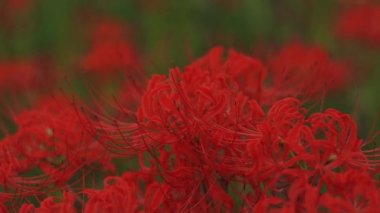 Kinchakuda, Saitama/Japonya - 20th Eylül 2018: Onun orman Saitama Japonya'da bir kasırga lily. fotoğraf makinesi: Canon Eos 5d mark4