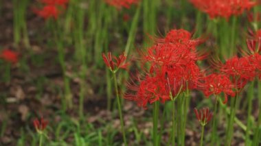 Kinchakuda, Saitama/Japonya - 20th Eylül 2018: Onun orman Saitama Japonya'da bir kasırga lily. fotoğraf makinesi: Canon Eos 5d mark4