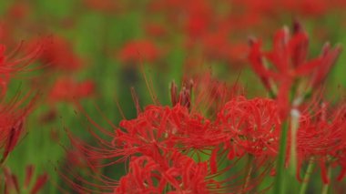 Kinchakuda, Saitama/Japonya - 20th Eylül 2018: Onun orman Saitama Japonya'da bir kasırga lily. fotoğraf makinesi: Canon Eos 5d mark4