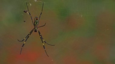 Kinchakuda, Saitama/Japonya - 21 Eylül 2018: Onun bir kasırga lily parkta Saitama. fotoğraf makinesi: Canon Eos 5d mark4