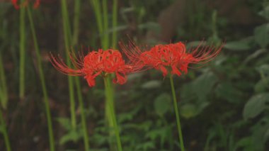 Kinchakuda, Saitama/Japonya - 20th Eylül 2018: Onun orman Saitama Japonya'da bir kasırga lily. fotoğraf makinesi: Canon Eos 5d mark4