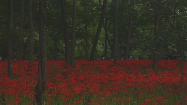 Kinchakuda Saitama Japon Septembre 2018 Est Lis Ouragan Dans Forêt — Video