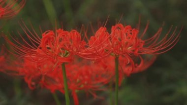 Kinchakuda, Saitama/Japonya - 20th Eylül 2018: Onun orman Saitama Japonya'da bir kasırga lily. fotoğraf makinesi: Canon Eos 5d mark4