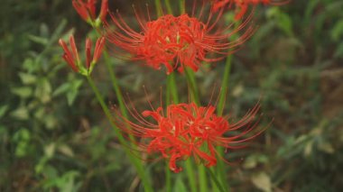 Kinchakuda, Saitama/Japonya - 20th Eylül 2018: Onun orman Saitama Japonya'da bir kasırga lily. fotoğraf makinesi: Canon Eos 5d mark4