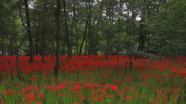 Kinchakuda Saitama Japón Septiembre 2018 Lirio Huracán Bosque Saitama Japón — Vídeo de stock