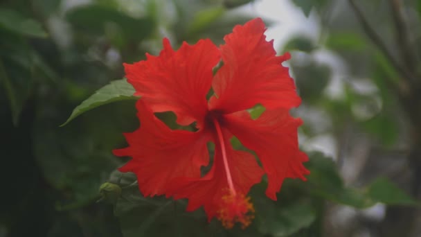 Amami Oshima Kagoshima Japón Septiembre 2018 Hibisco Bosque Kagoshima Japón — Vídeo de stock