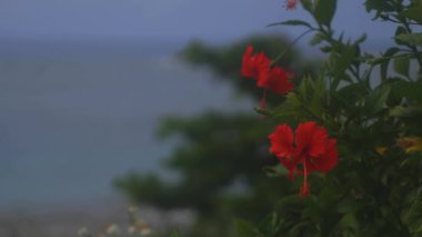 Amami oshima, Kagoshima/Japonya - 22 Eylül 2018: onun bir hibiscus adlı Kagoshima Japonya ormanda. fotoğraf makinesi: Canon Eos 5d mark4