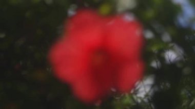 Amami oshima, Kagoshima/Japonya - 22 Eylül 2018: onun bir hibiscus adlı Kagoshima Japonya ormanda. fotoğraf makinesi: Canon Eos 5d mark4