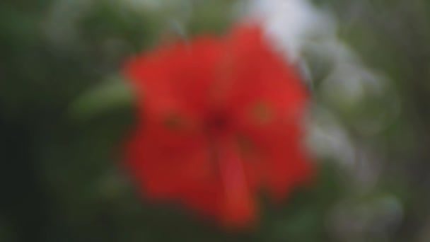 奄美大島 鹿児島 2018 その鹿児島で森でハイビスカス カメラ キヤノン Eos Mark4 — ストック動画