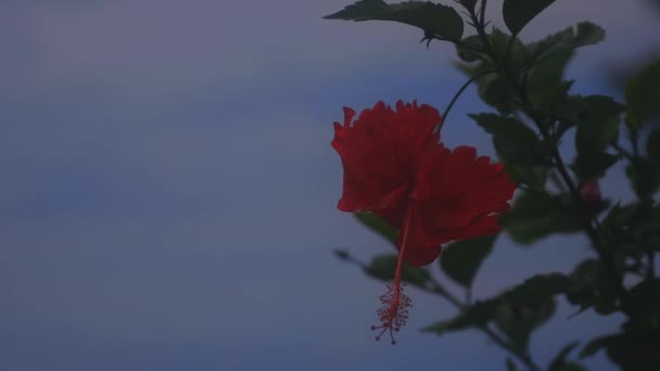 Amami Oshima Kagoshima Japon Septembre 2018 Est Hibiscus Dans Forêt — Video