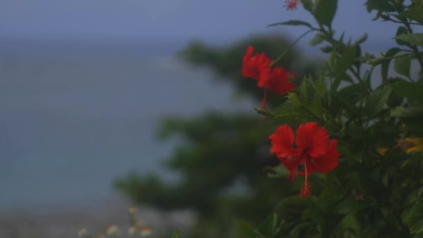 Amami Oshima Kagoshima Japan September 22Th 2018 Its Hibiscus Forest — Stock Video
