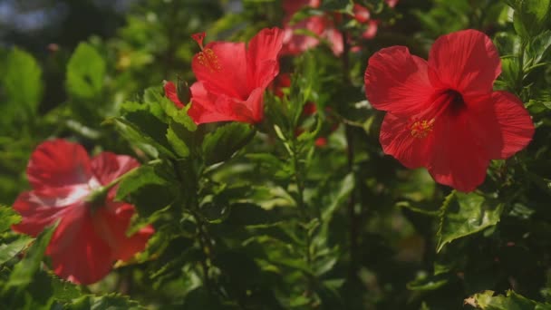 Amami Oshima Kagoshima Japon Septembre 2018 Est Hibiscus Dans Forêt — Video